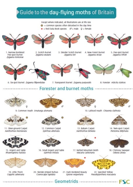 A GUIDE TO THE DAY-FLYING MOTHS OF BRITAIN