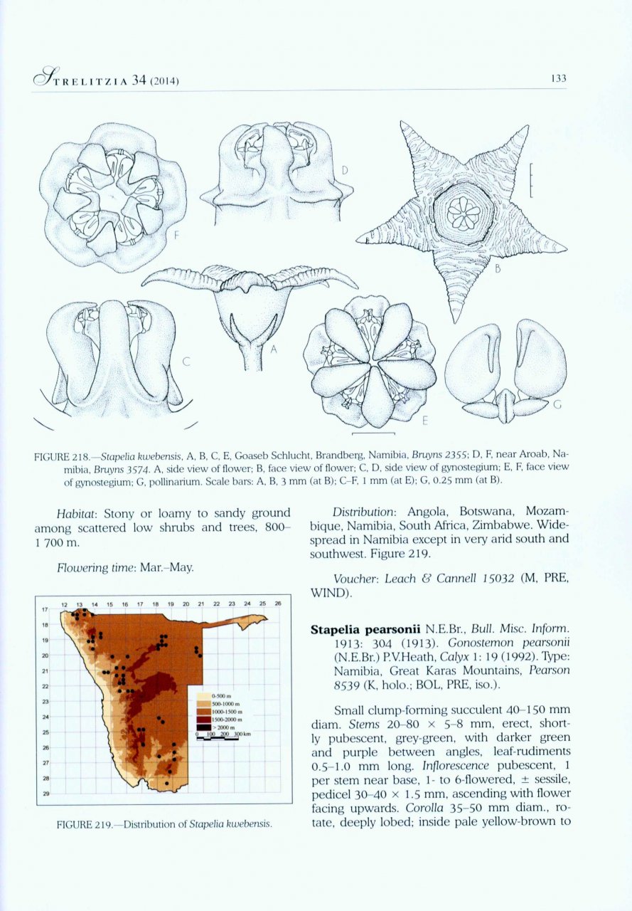 THE APOCYNACEAE OF NAMIBIA 3