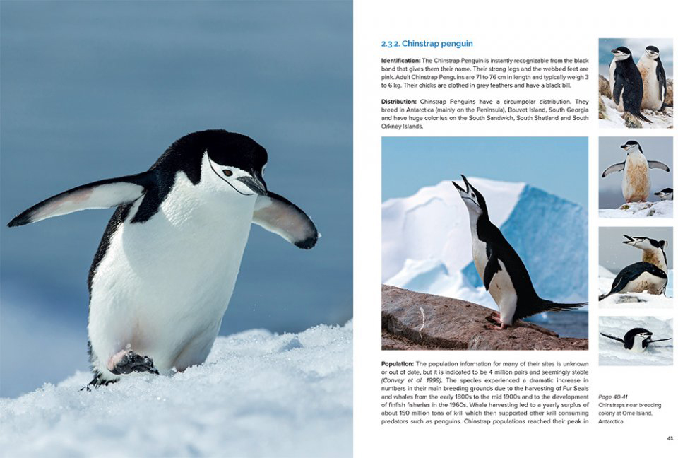 AROUND THE WORLD FOR PENGUINS. WHERE TO SEE ALL THE 18 PENGUIN SPECIES 3