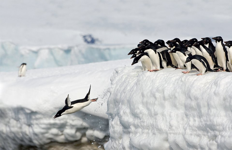 AROUND THE WORLD FOR PENGUINS. WHERE TO SEE ALL THE 18 PENGUIN SPECIES 5