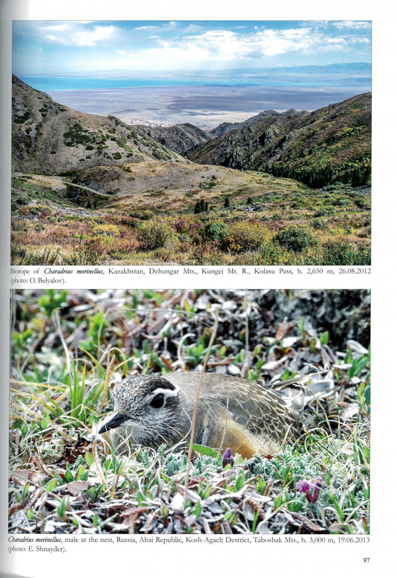 THE BIRDS OF PAMIRS, HISSAR, ALAI AND TIEN SHAN. VOLUME 1: NON-PASSERINES PART 2 2