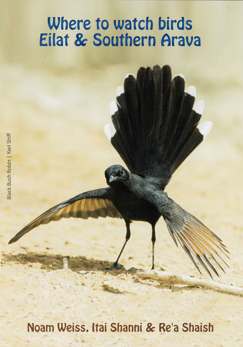 WHERE TO WATH BIRDS EILAT & SOUTHERN ARAVA 1