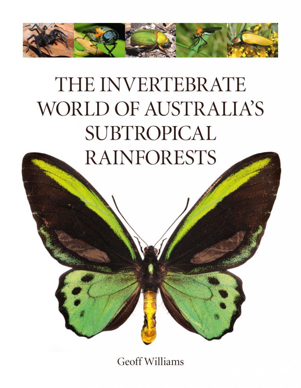 THE INVERTEBRATE WORLD OF AUSTRALIA'S SUBTROPICAL RAINFORESTS
