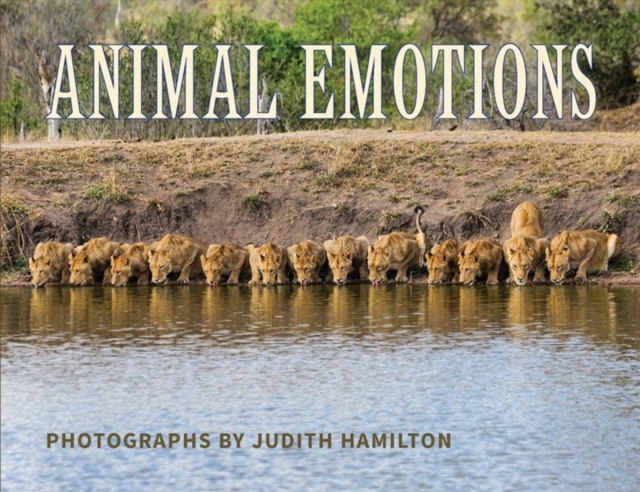 ANIMAL EMOTIONS