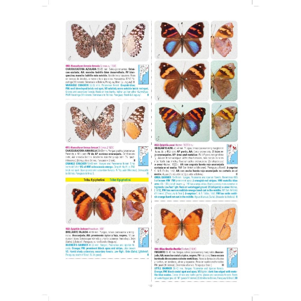 MARIPOSAS DE ARGENTINA 2