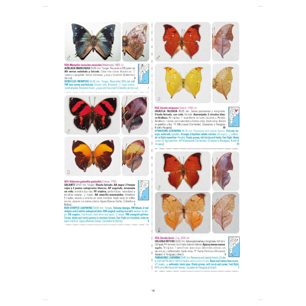 MARIPOSAS DE ARGENTINA 3