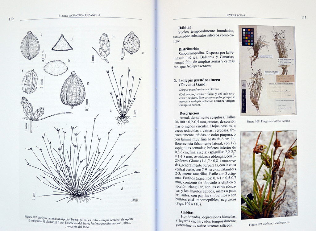 FLORA ACUÁTICA ESPAÑOLA. HELÓFITOS 2