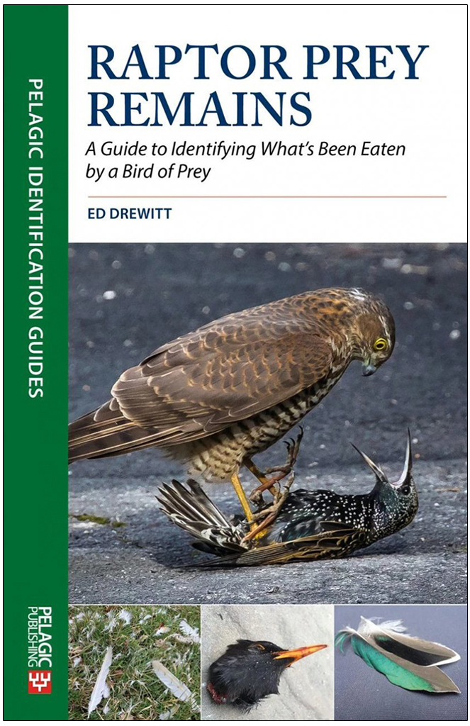 RAPTOR PREY REMAINS. A GUIDE TO IDENTIFYING WHAT'S BEEN EATEN BY A BIRD OF PREY 1