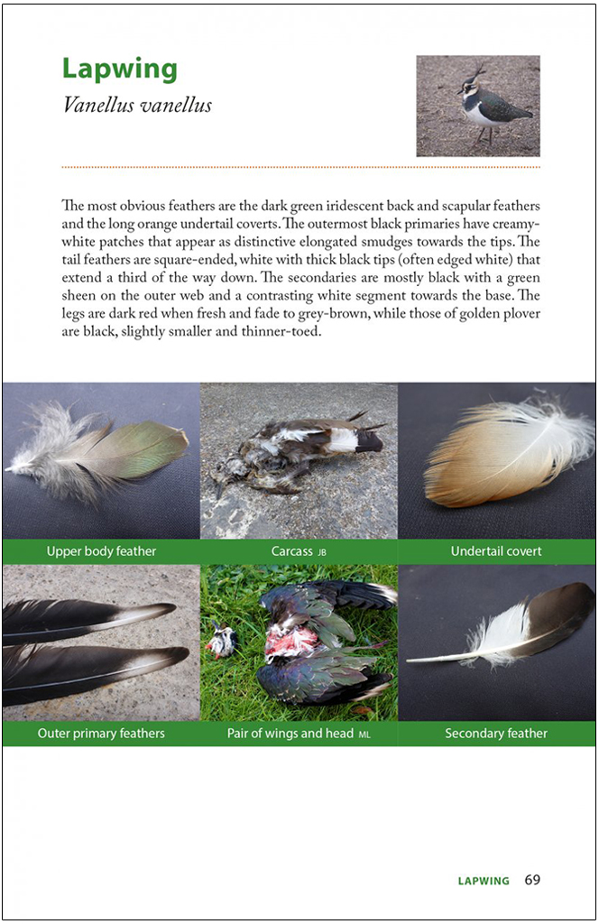 RAPTOR PREY REMAINS. A GUIDE TO IDENTIFYING WHAT'S BEEN EATEN BY A BIRD OF PREY 2