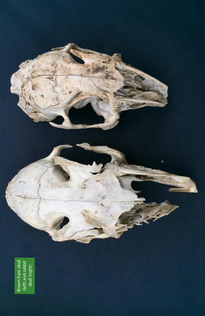 RAPTOR PREY REMAINS. A GUIDE TO IDENTIFYING WHAT'S BEEN EATEN BY A BIRD OF PREY 3