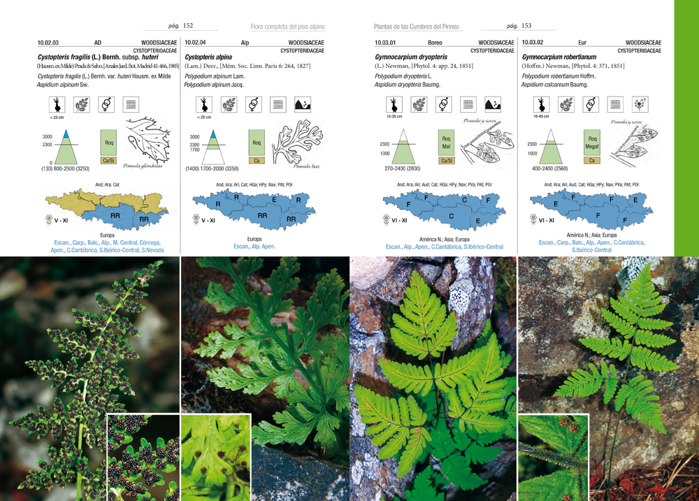 PLANTAS DE LAS CUMBRES DEL PIRINEO. FLORA DEL PISO ALPINO 2