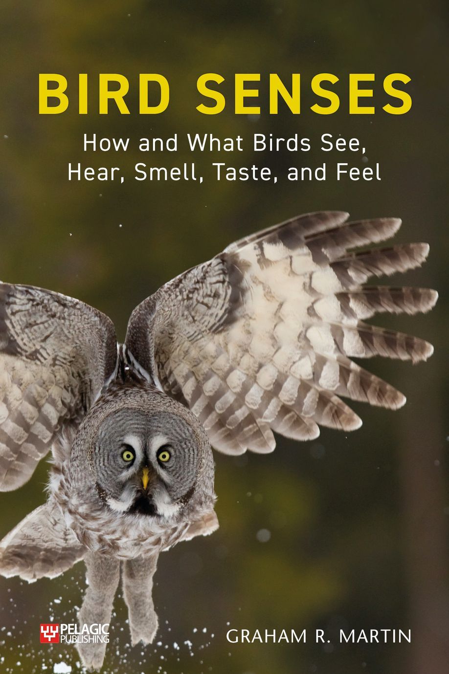 BIRD SENSES: HOW AND WHAT BIRDS SEE, HEAR, SMELL, TASTE AND FEEL