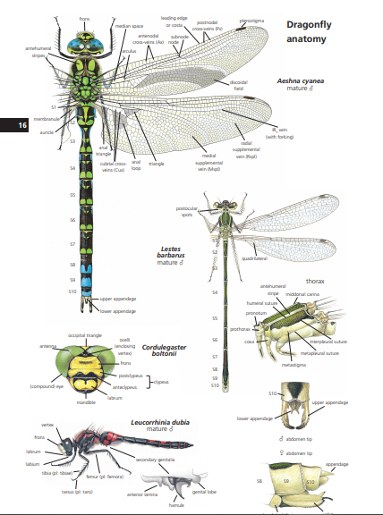 FIELD GUIDE TO THE DRAGONFLIES OF BRITAIN AND EUROPE INCLUDING WESTERN TURKEY AND NORTH-WESTERN AFRICA 5