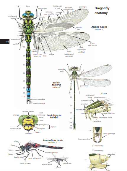 FIELD GUIDE TO THE DRAGONFLIES OF BRITAIN AND EUROPE INCLUDING WESTERN TURKEY AND NORTH-WESTERN AFRICA 5