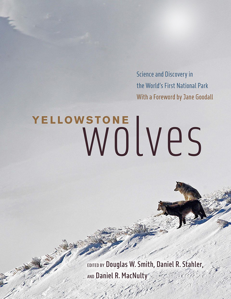YELLOWSTONE WOLVES 1