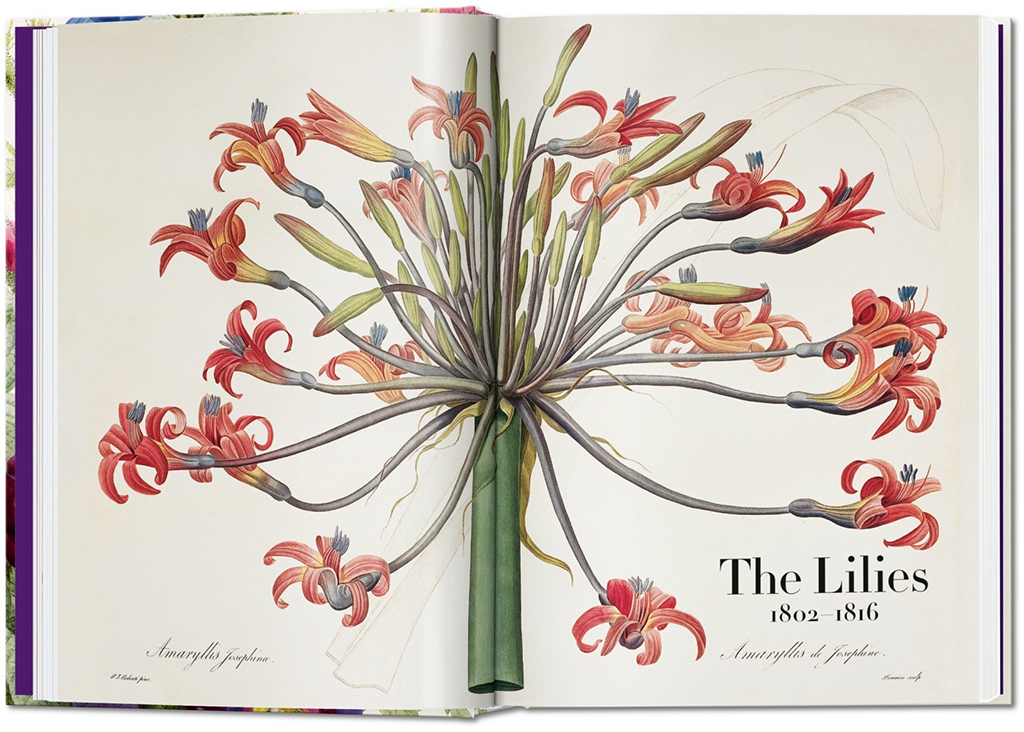 THE BOOK OF FLOWERS 2