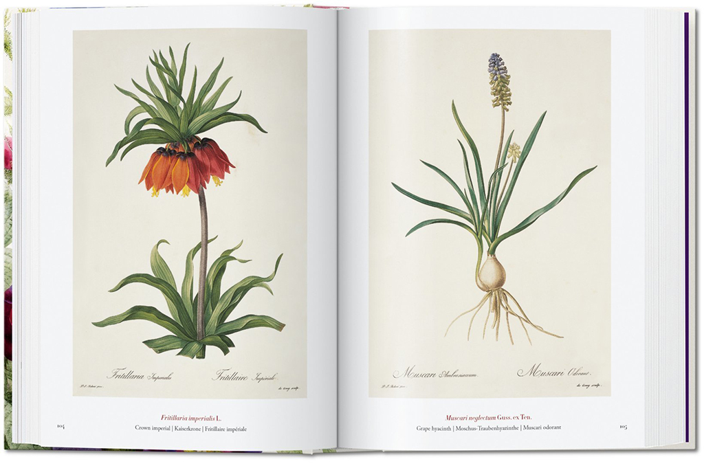 THE BOOK OF FLOWERS 3