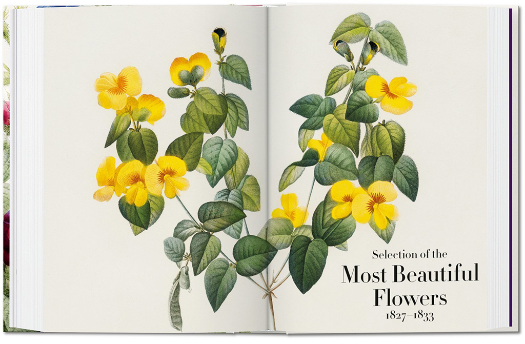 THE BOOK OF FLOWERS 5