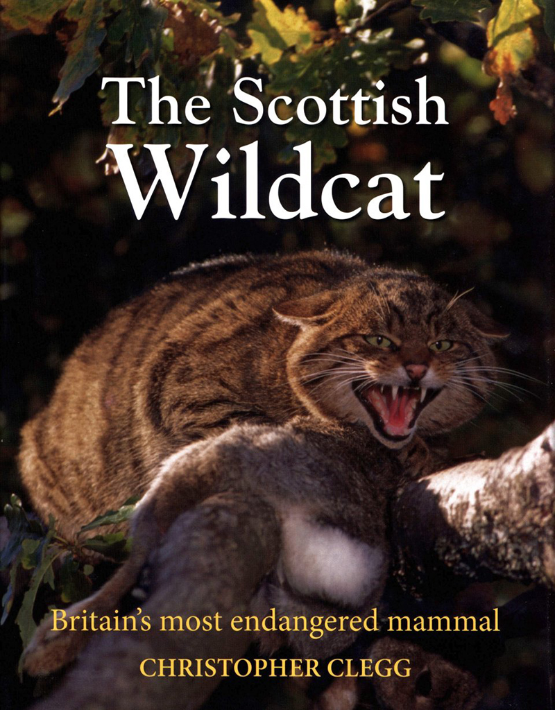 THE SCOTTISH WILDCAT: BRITAIN'S MOST ENDANGERED MAMMAL