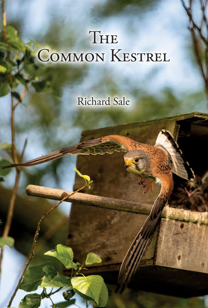 THE COMMON KESTREL 1