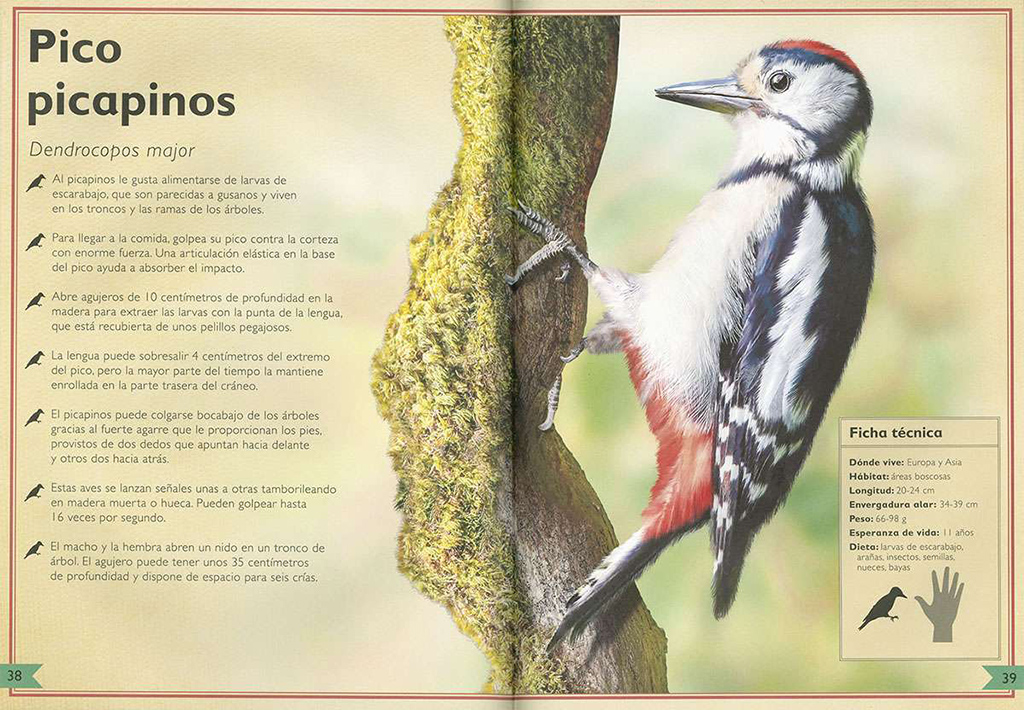 EL MAJESTUOSO LIBRO DE LAS AVES 2