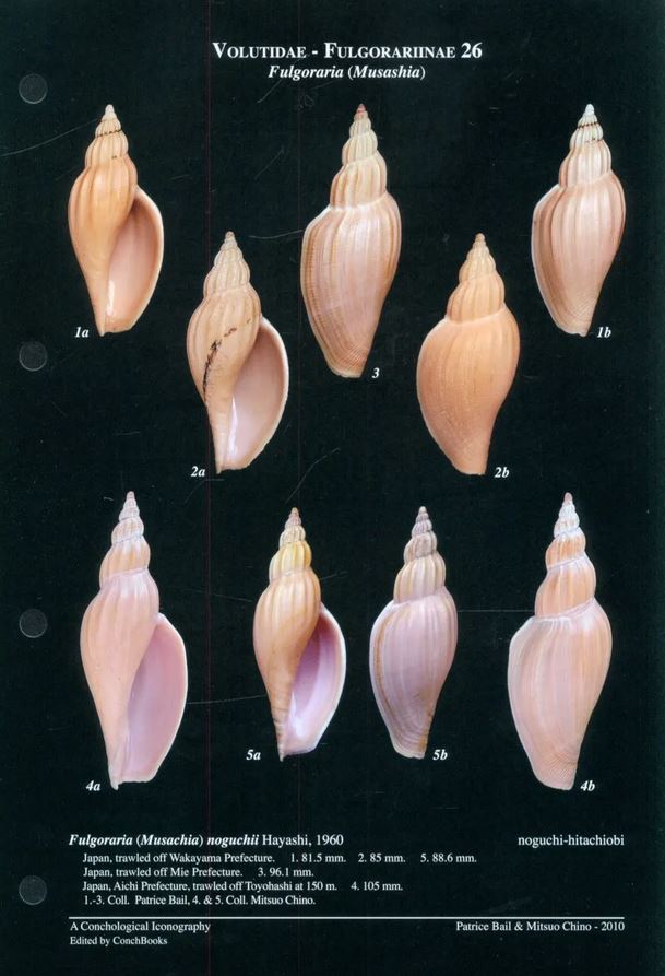 A CONCHOLOGICAL ICONOGRAPHY. THE FAMILY VOLUTIDAE 2