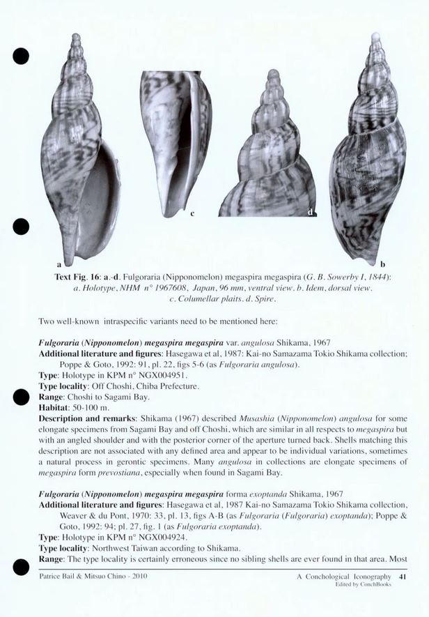 A CONCHOLOGICAL ICONOGRAPHY. THE FAMILY VOLUTIDAE 3