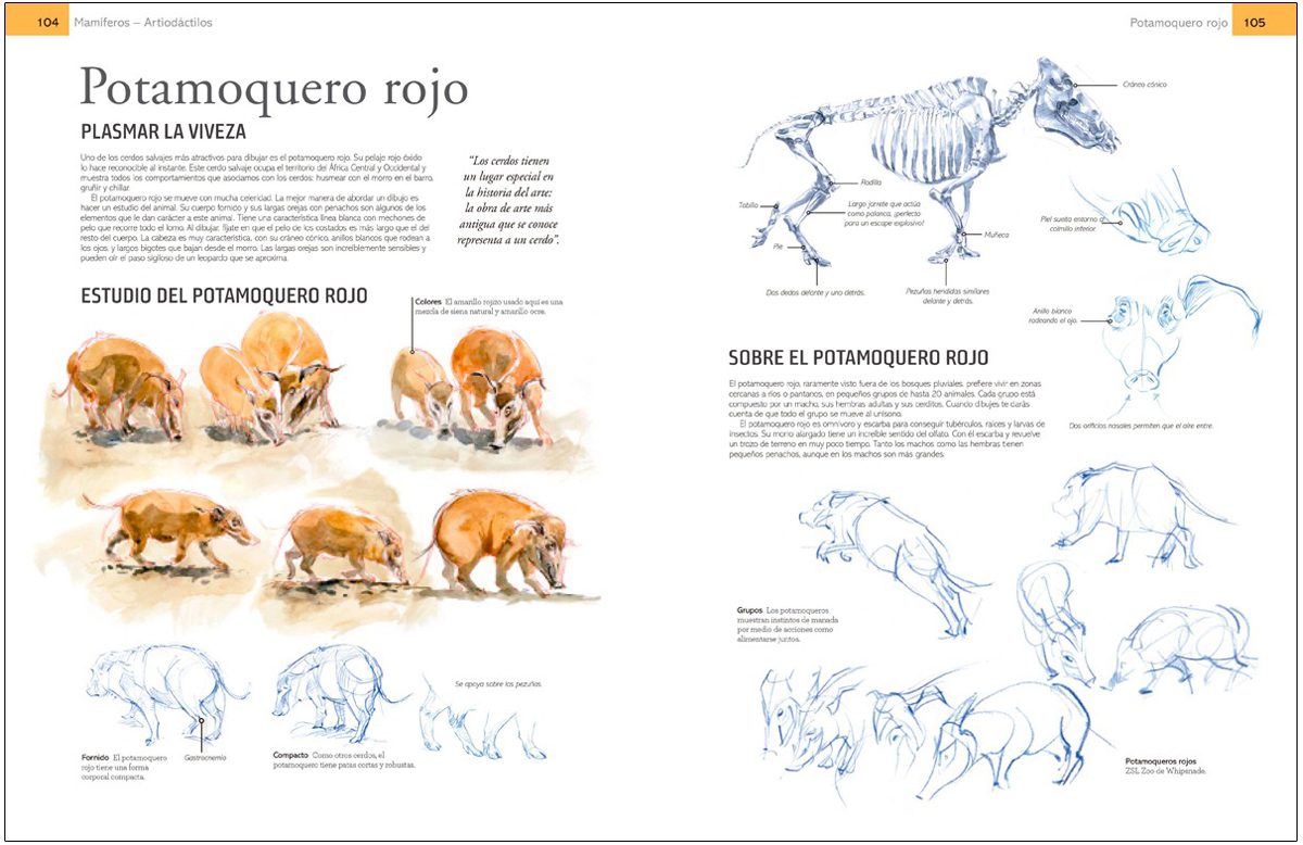 GUÍA DE CAMPO PARA DIBUJAR ANIMALES DEL NATURAL                                                                                                        3