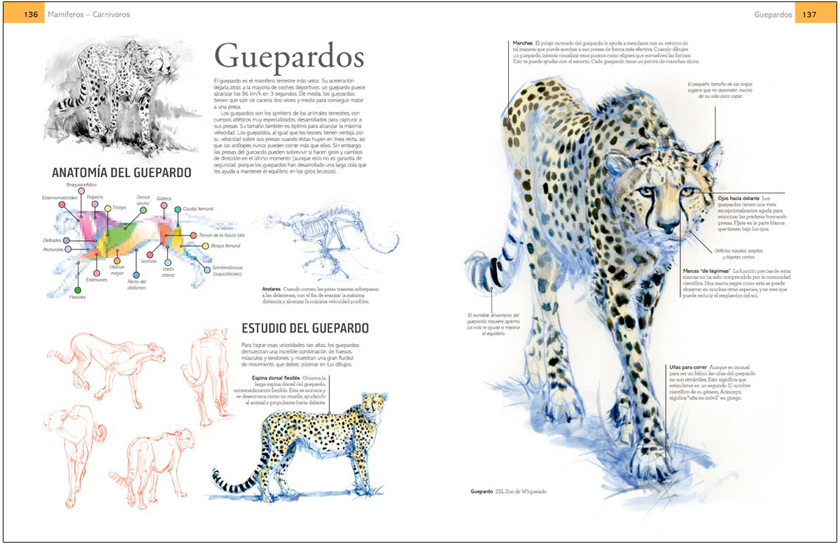 GUÍA DE CAMPO PARA DIBUJAR ANIMALES DEL NATURAL                                                                                                        4