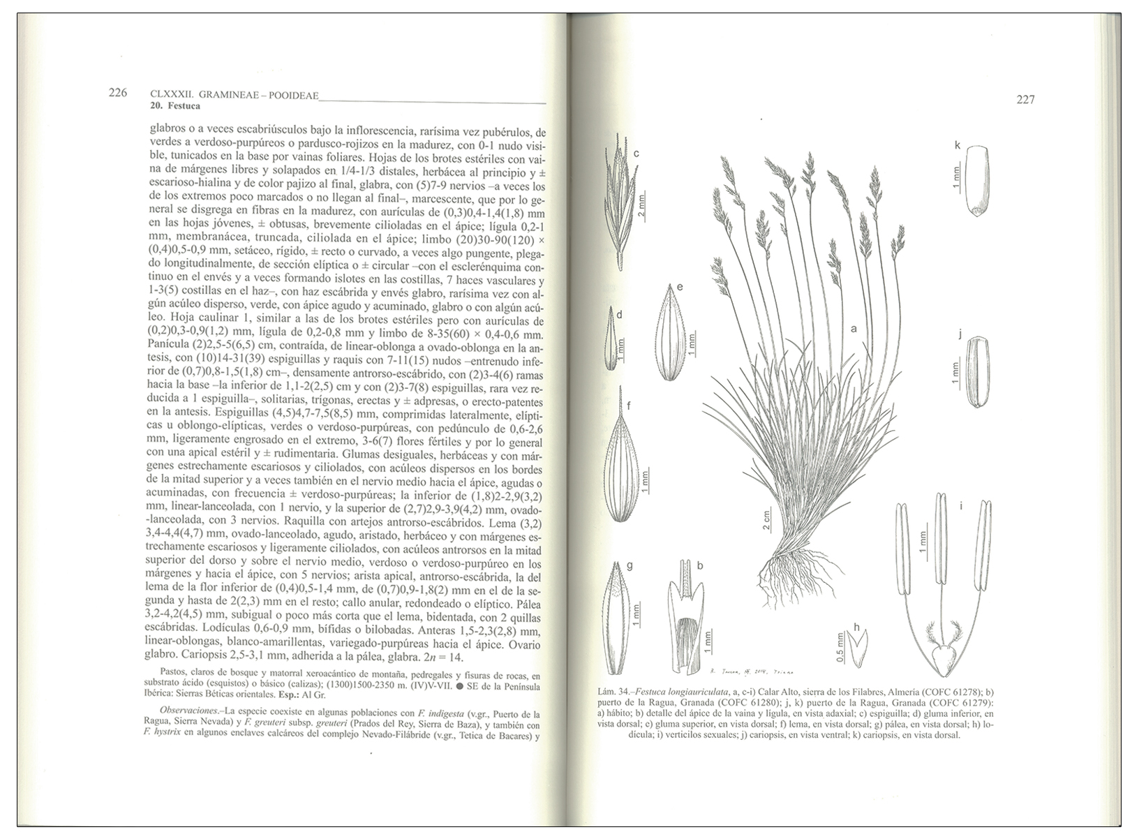 FLORA IBÉRICA. VOL. XIX GRAMINEAE (PARTIM 1) 2