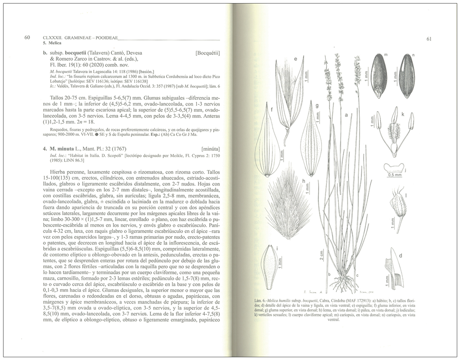 FLORA IBÉRICA. VOL. XIX GRAMINEAE (PARTIM 1) 3