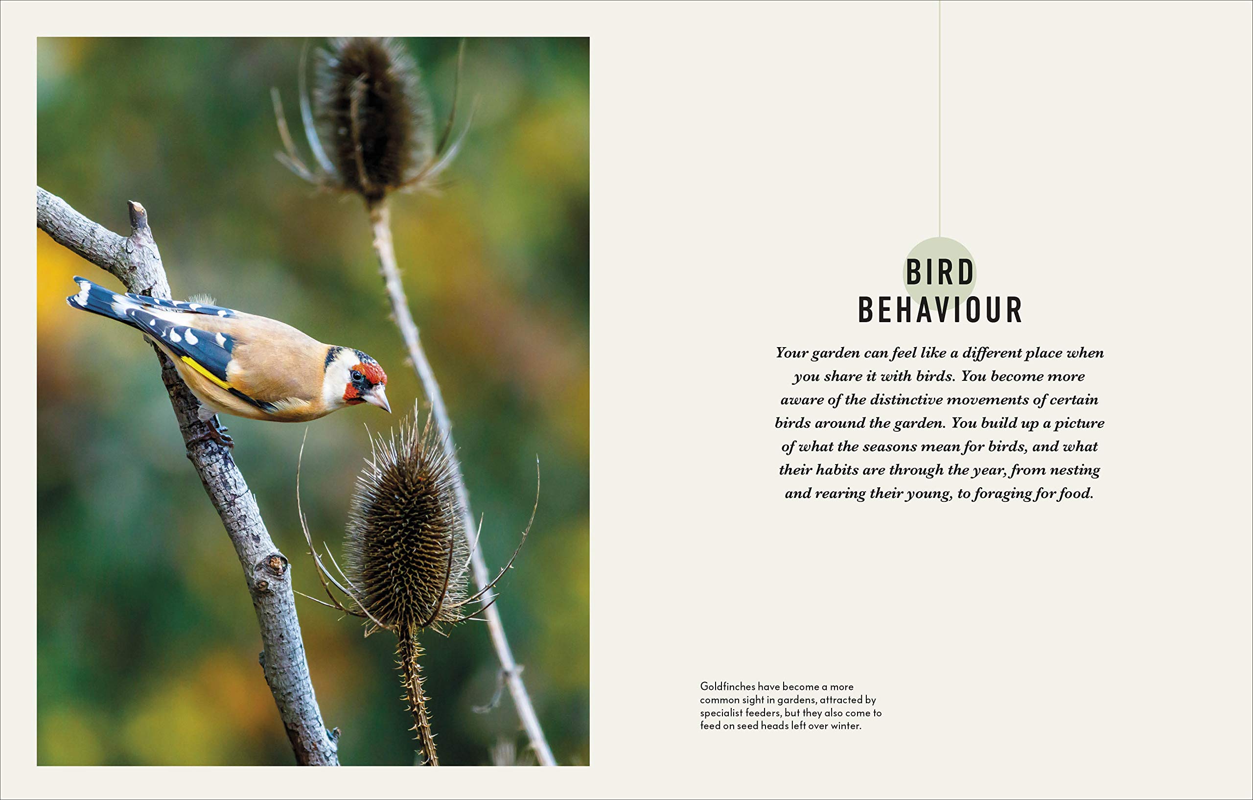 HOW TO ATTRACT BIRDS TO YOUR GARDEN: FOOD THEY LIKE, PLANTS THEY LOVE, SHELTER THEY NEED 2