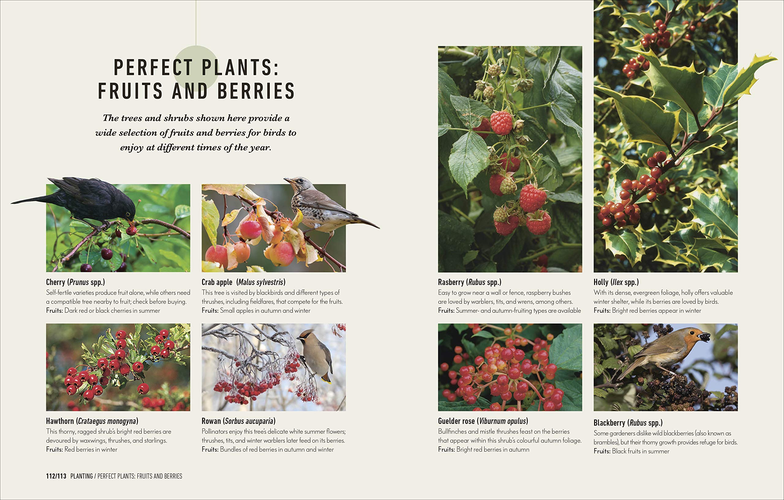 HOW TO ATTRACT BIRDS TO YOUR GARDEN: FOOD THEY LIKE, PLANTS THEY LOVE, SHELTER THEY NEED 4