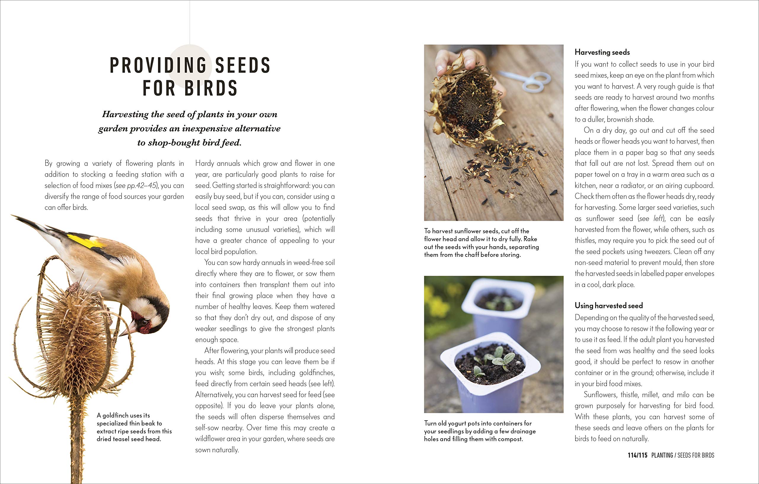 HOW TO ATTRACT BIRDS TO YOUR GARDEN: FOOD THEY LIKE, PLANTS THEY LOVE, SHELTER THEY NEED 5