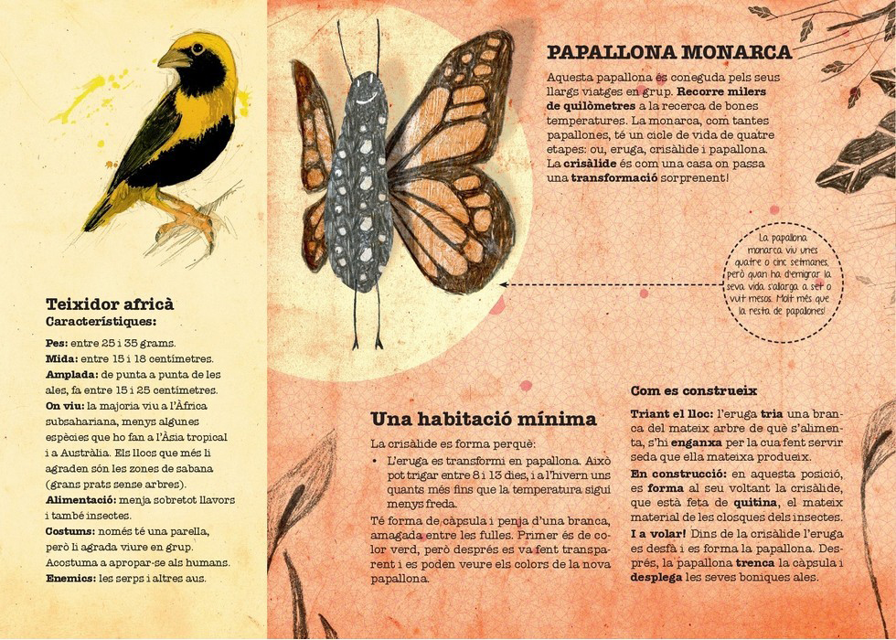 CASTOR CONSTRUCTOR I ALTRES ANIMALS ARQUITECTES 2