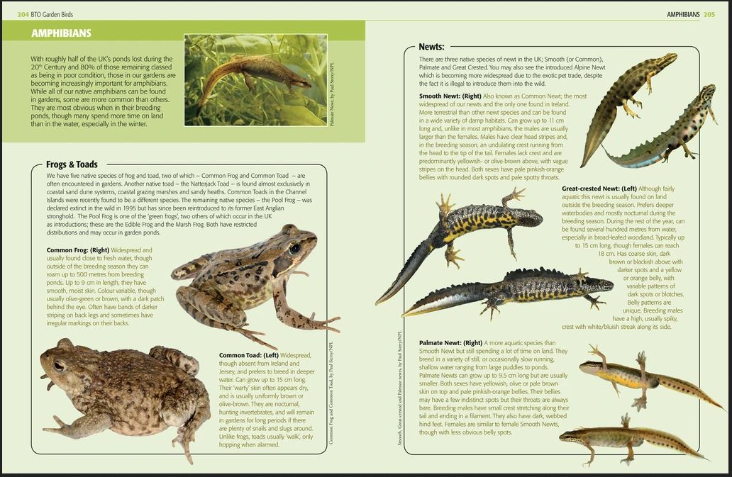 GARDEN BIRDS AND OTHER WILDLIFE 3