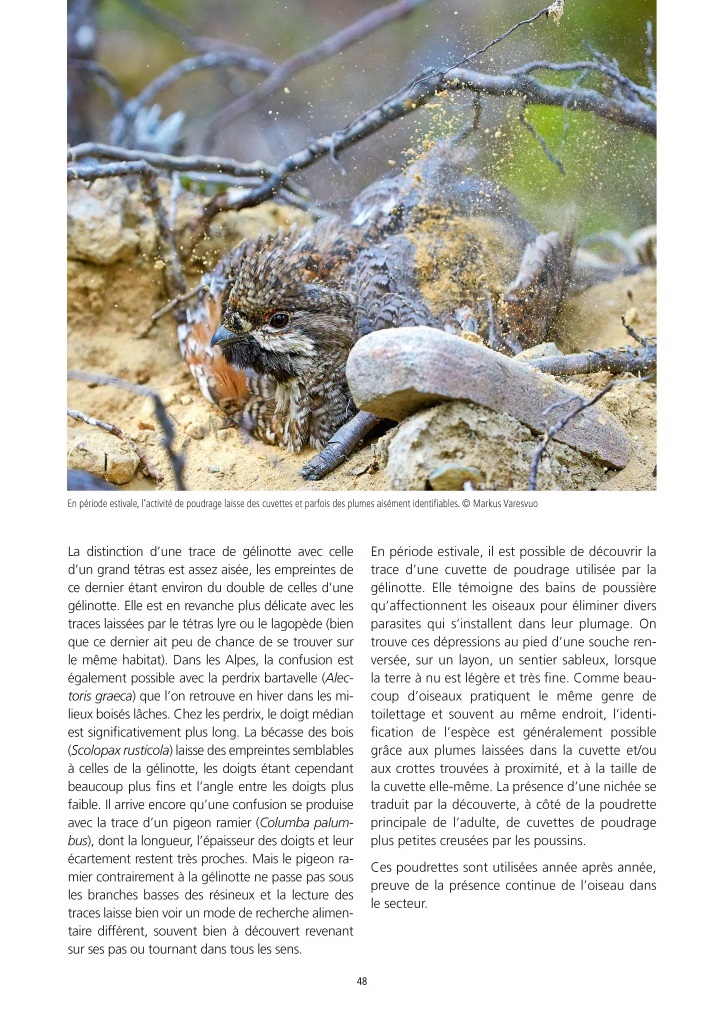 LA GÉLINOTTE DES BOIS 4