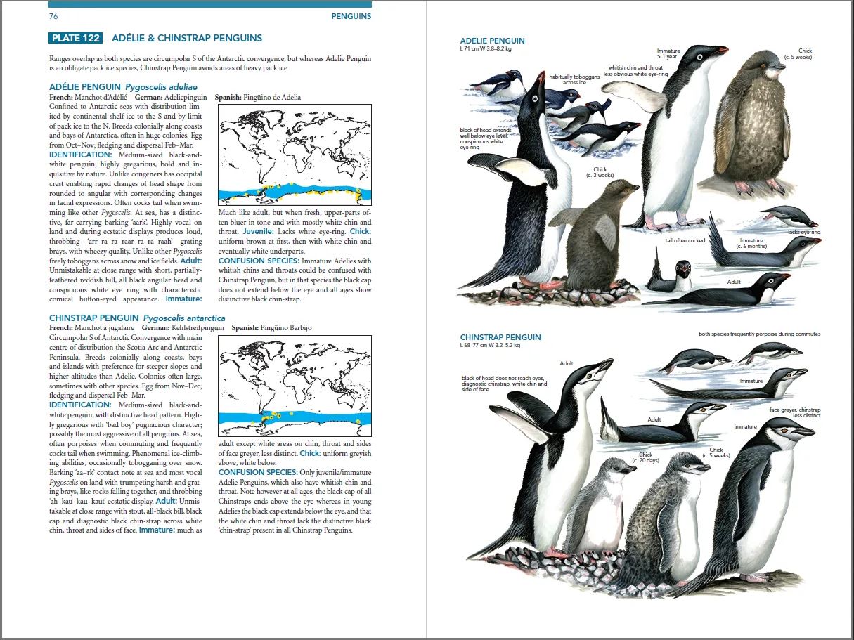SEABIRDS. THE NEW IDENTIFICATION GUIDE 4