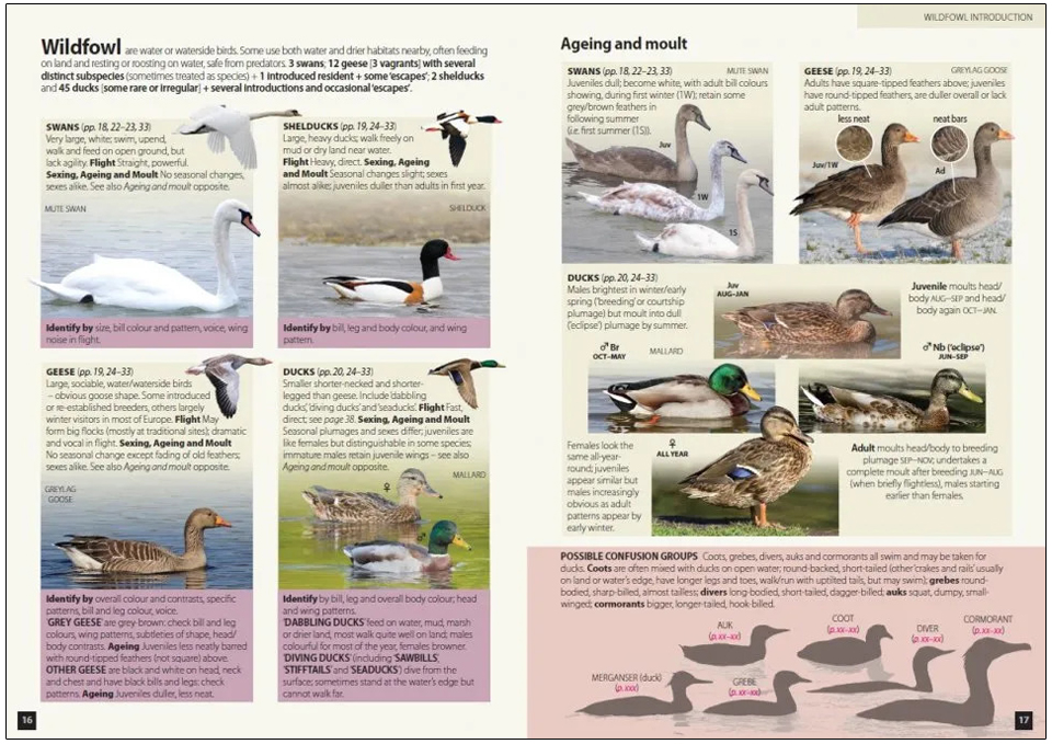 EUROPE'S BIRDS. AN IDENTIFICATION GUIDE 2