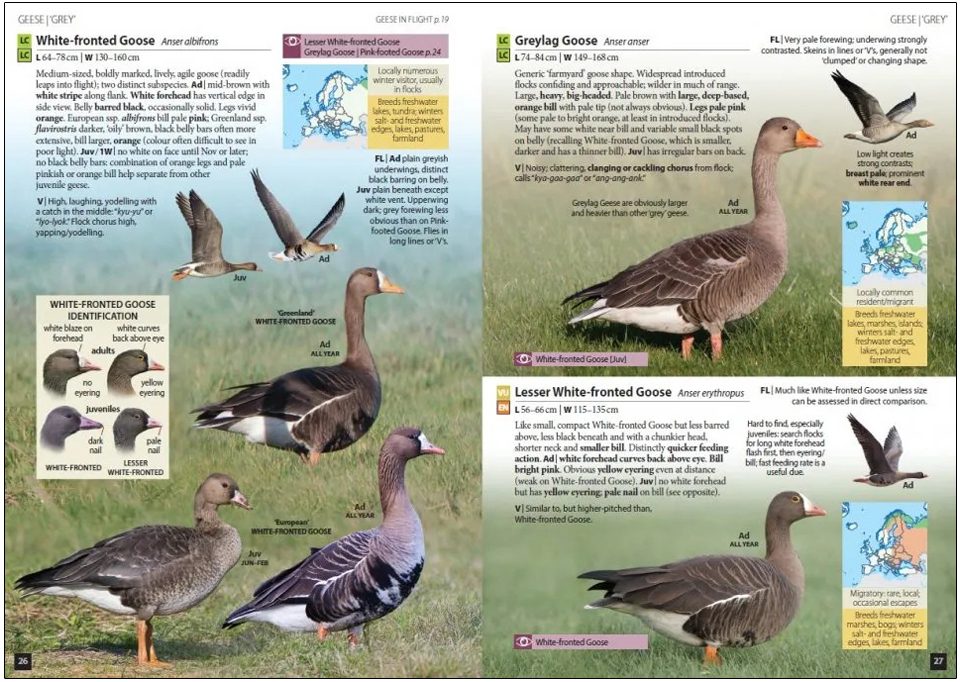 EUROPE'S BIRDS. AN IDENTIFICATION GUIDE 3
