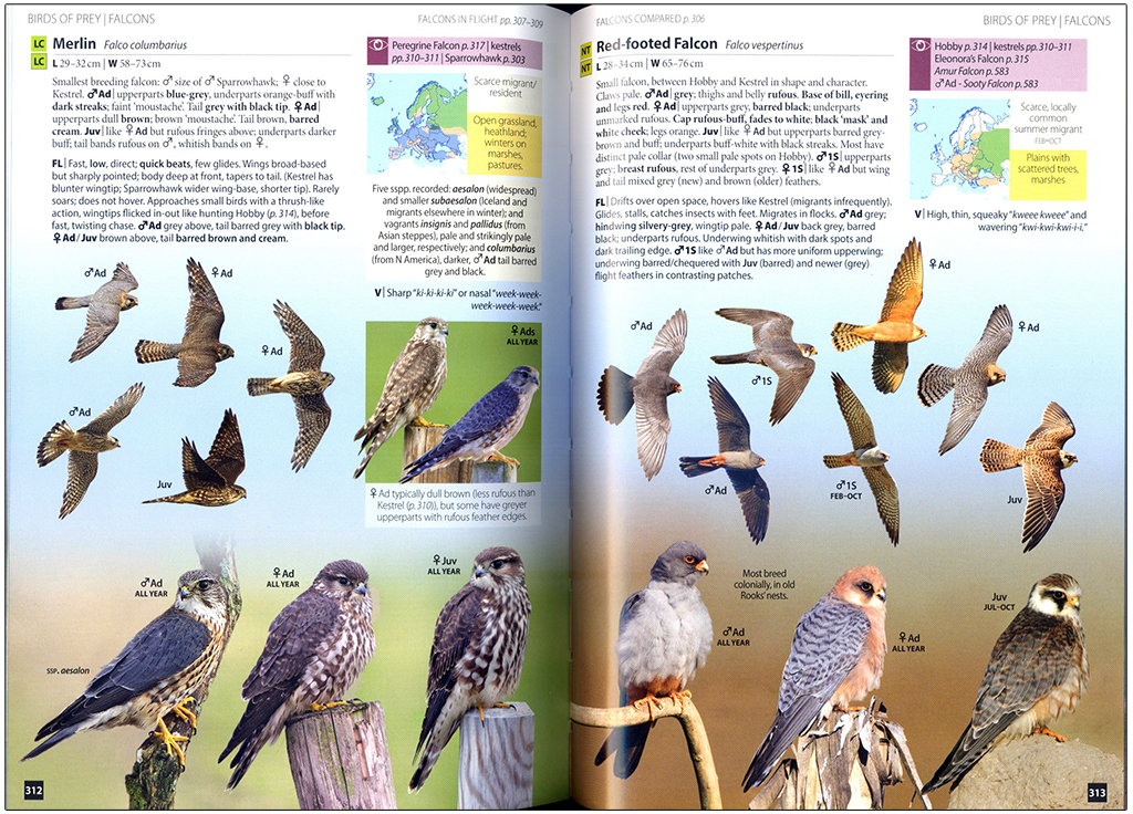 EUROPE'S BIRDS. AN IDENTIFICATION GUIDE 5