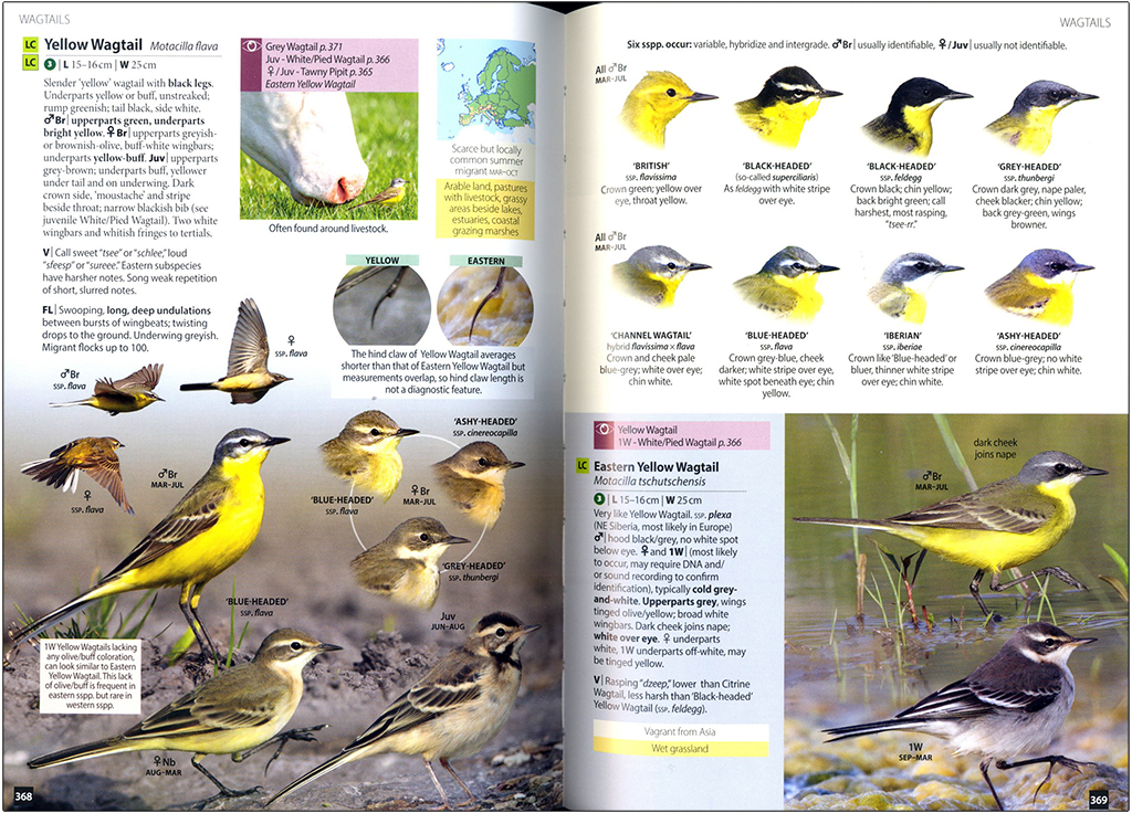 EUROPE'S BIRDS. AN IDENTIFICATION GUIDE 6