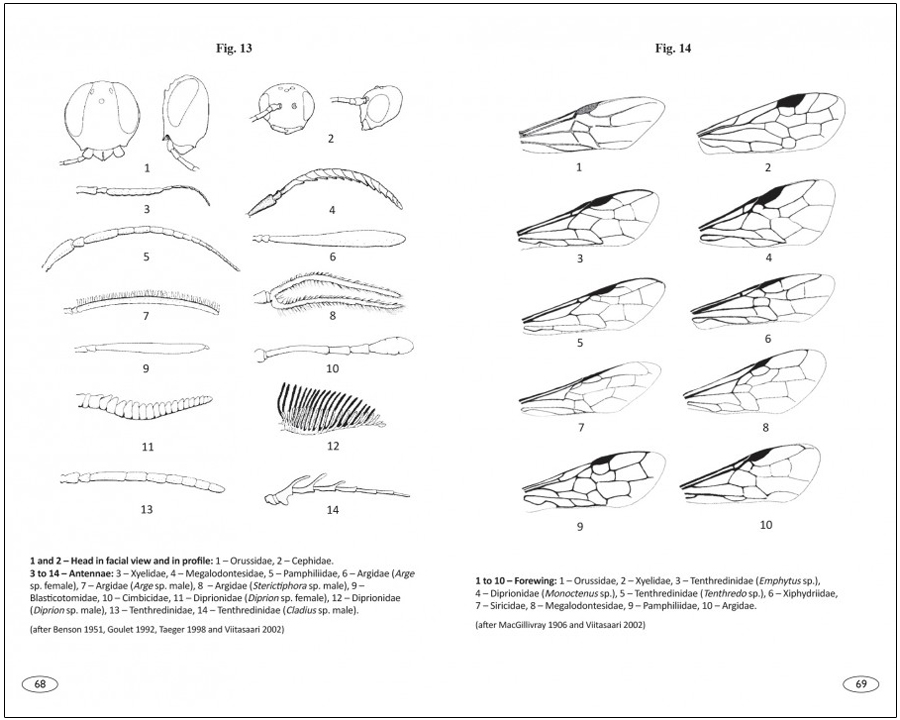 SAWFLIES OF EUROPE. HYMENOPTERA OF EUROPE 2 3