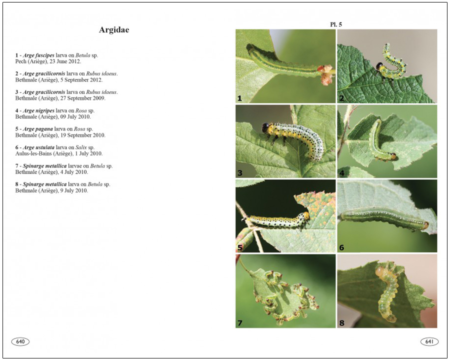 SAWFLIES OF EUROPE. HYMENOPTERA OF EUROPE 2 5