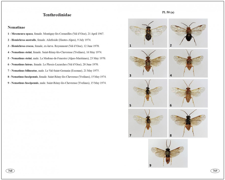 SAWFLIES OF EUROPE. HYMENOPTERA OF EUROPE 2 6