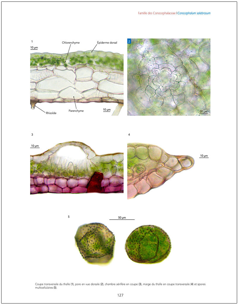 LES BRYOPHYTES DE FRANCE TOME 1. ANTHOCÉROTES ET HÉPATIQUES 3
