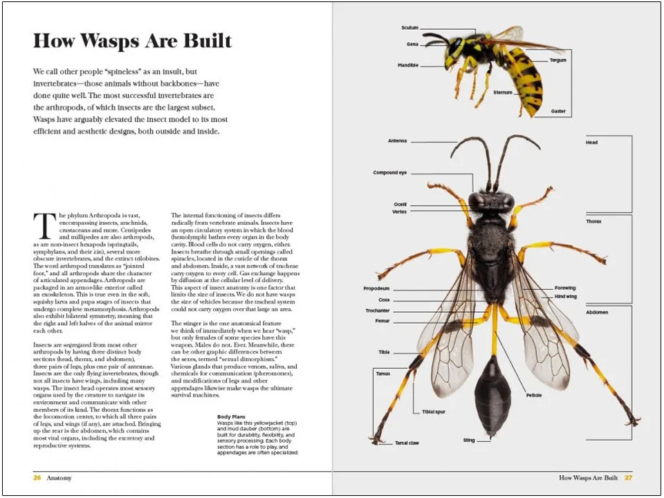 WASPS. THE ASTONISHING DIVERSITY OF A MISUNDERSTOOD INSECT 2