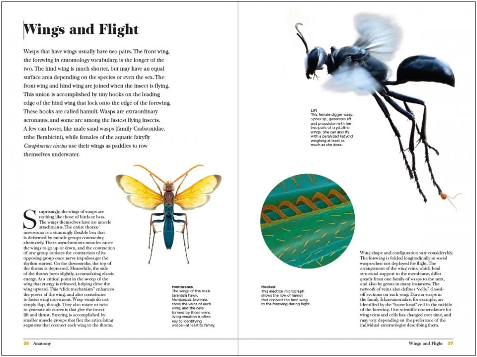 WASPS. THE ASTONISHING DIVERSITY OF A MISUNDERSTOOD INSECT 3