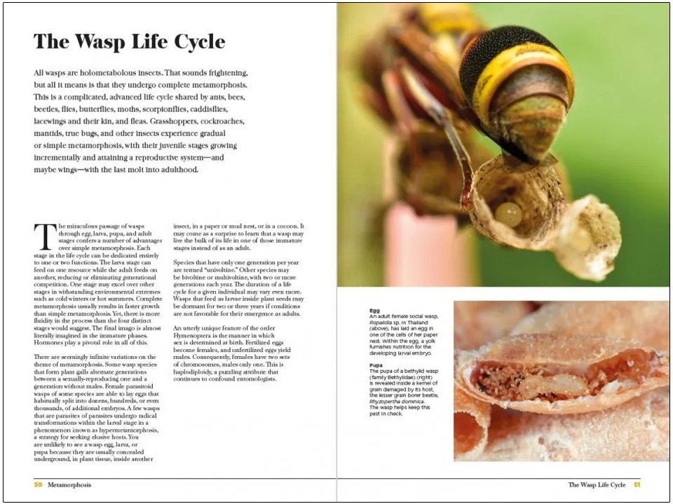 WASPS. THE ASTONISHING DIVERSITY OF A MISUNDERSTOOD INSECT 4