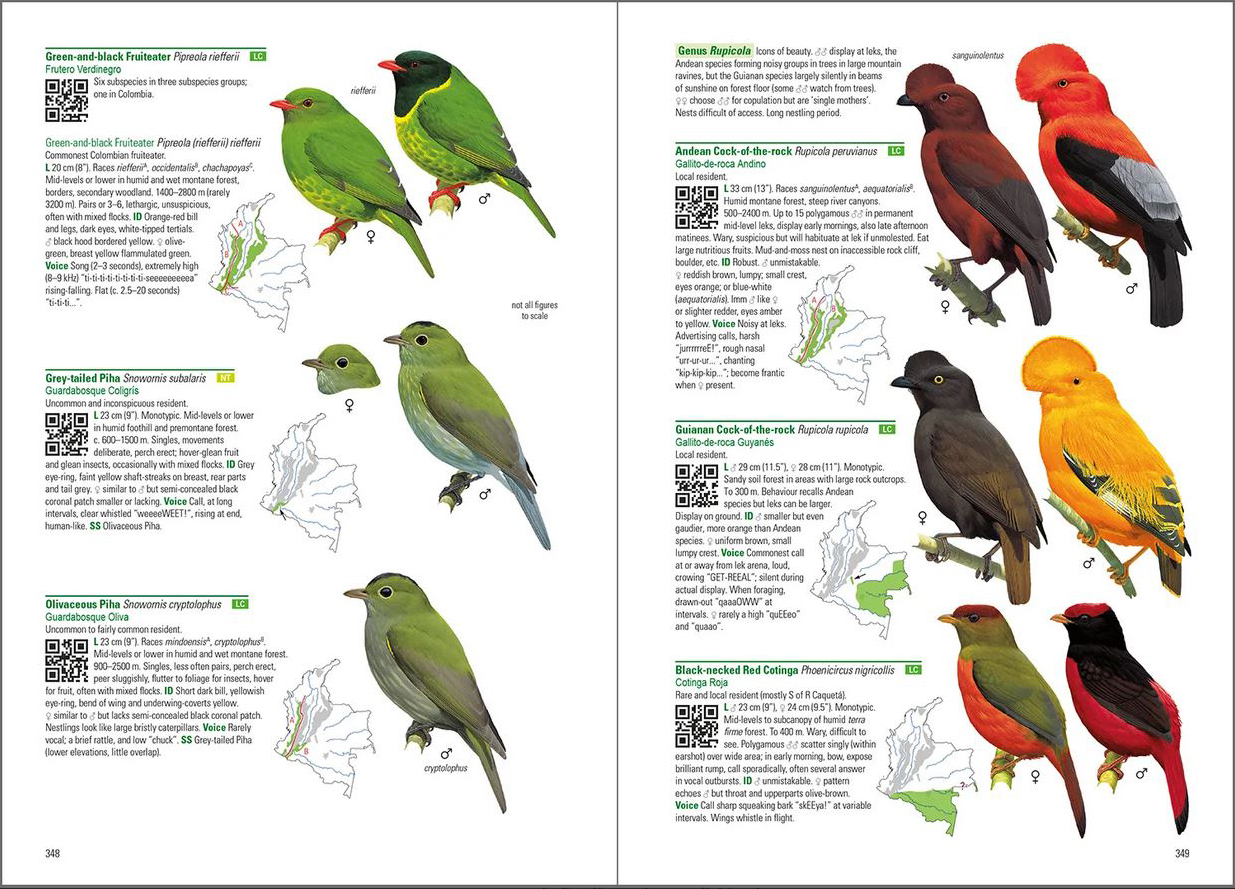 BIRDS OF COLOMBIA 3